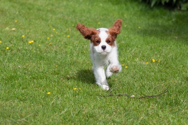Cavalier King Charles Welpe rennt über Wiese