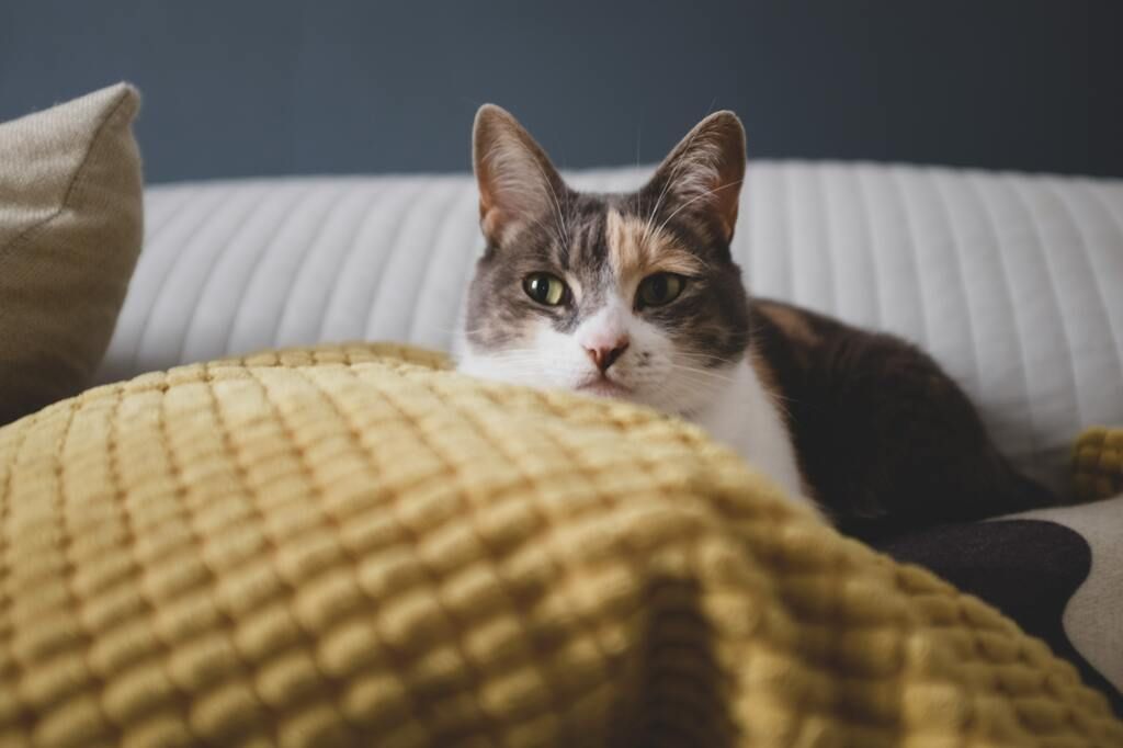 Gestresste Katze 