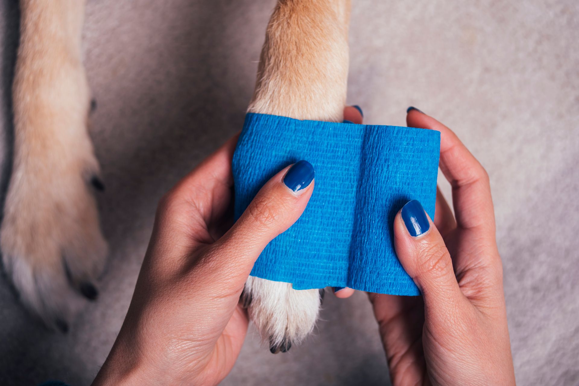 Hund bekommt Verband angelegt