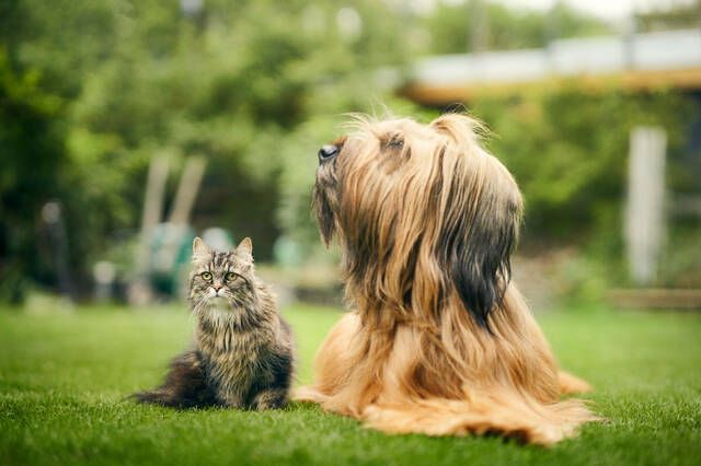 Katze und Hund liegen im Garten.