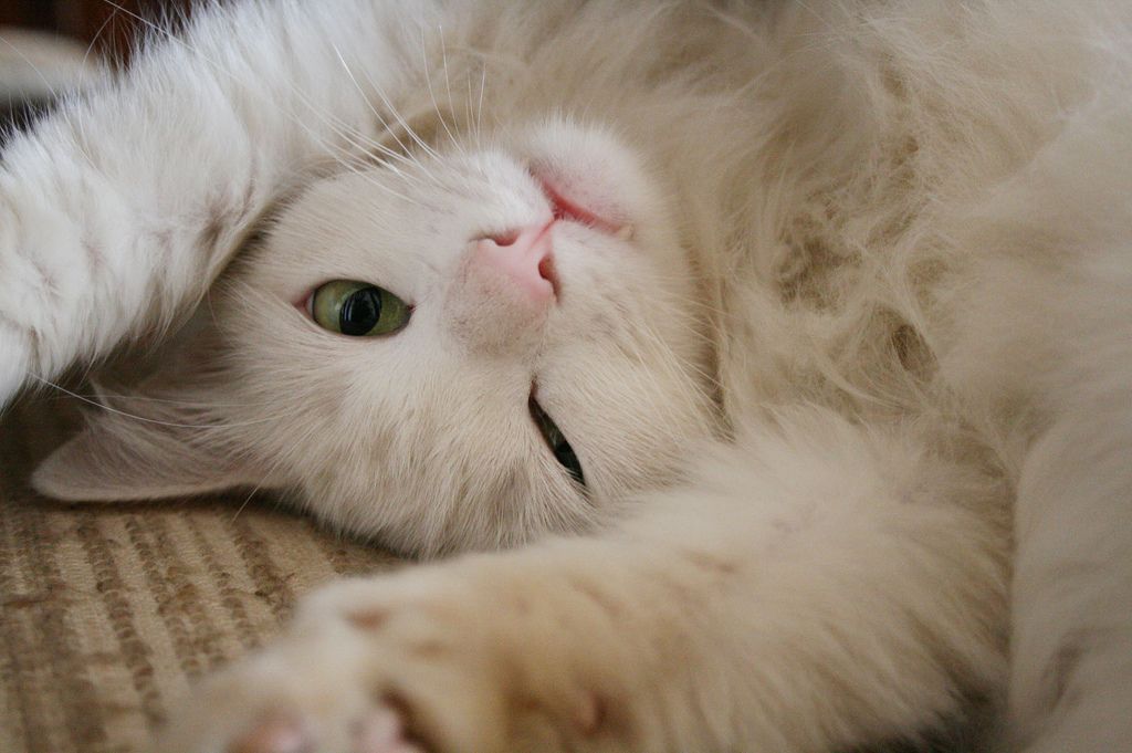 Weiße Katze streckt sich