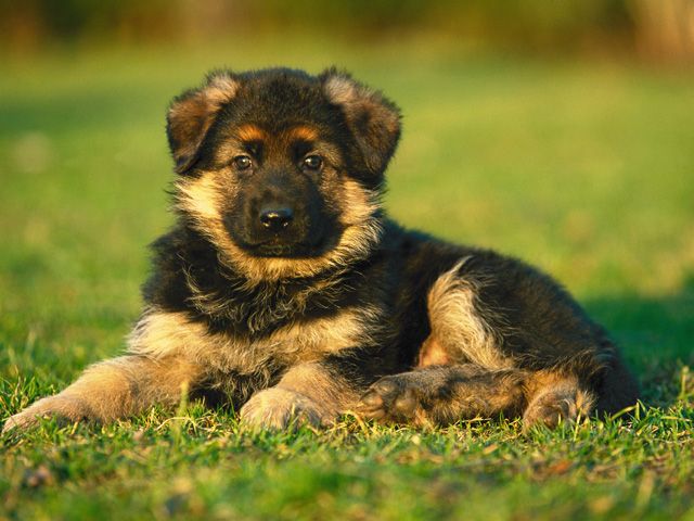 Deutscher Schäferhund Welpe