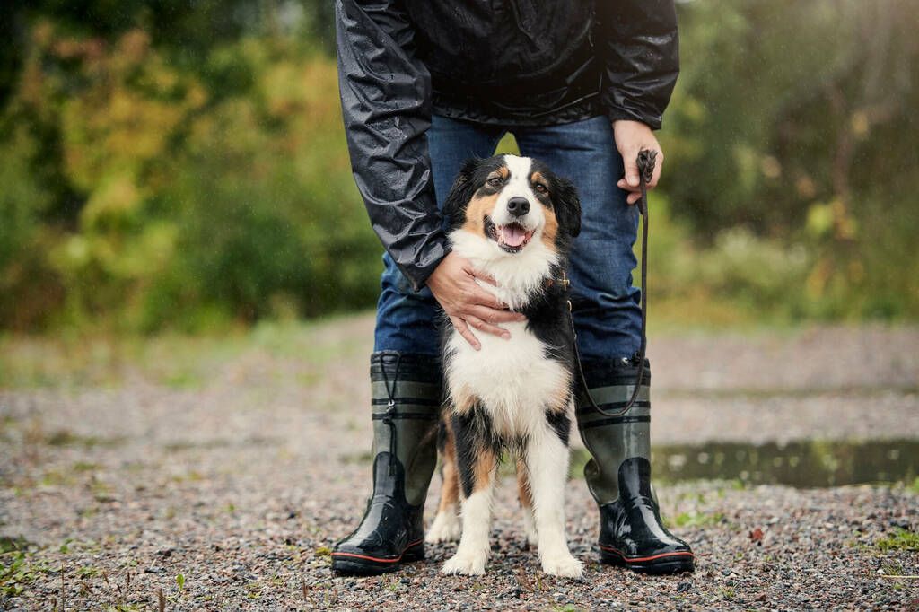 Welche Ausbildung ist erforderlich, um mit dem Hund als Hundeteam zu arbeiten?