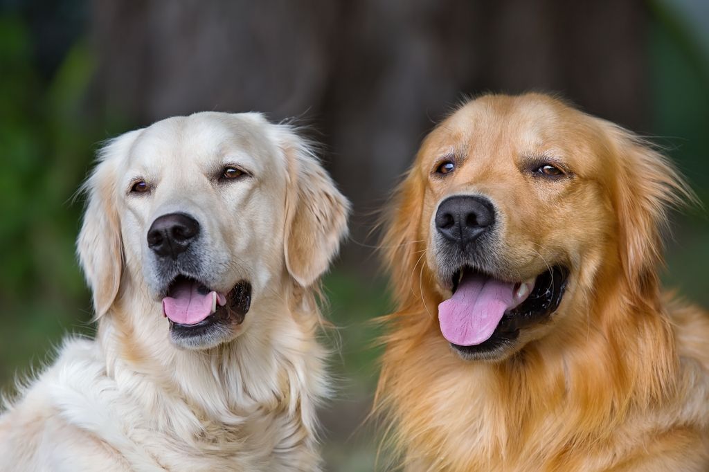 Golden Retrievers