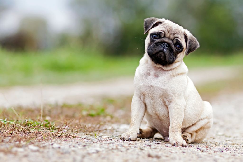  Mops schaut süß