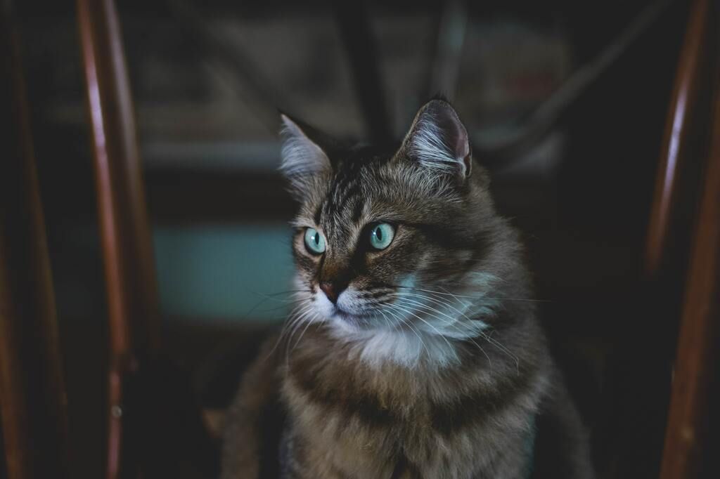Katze Langhaar im Halbdunkel