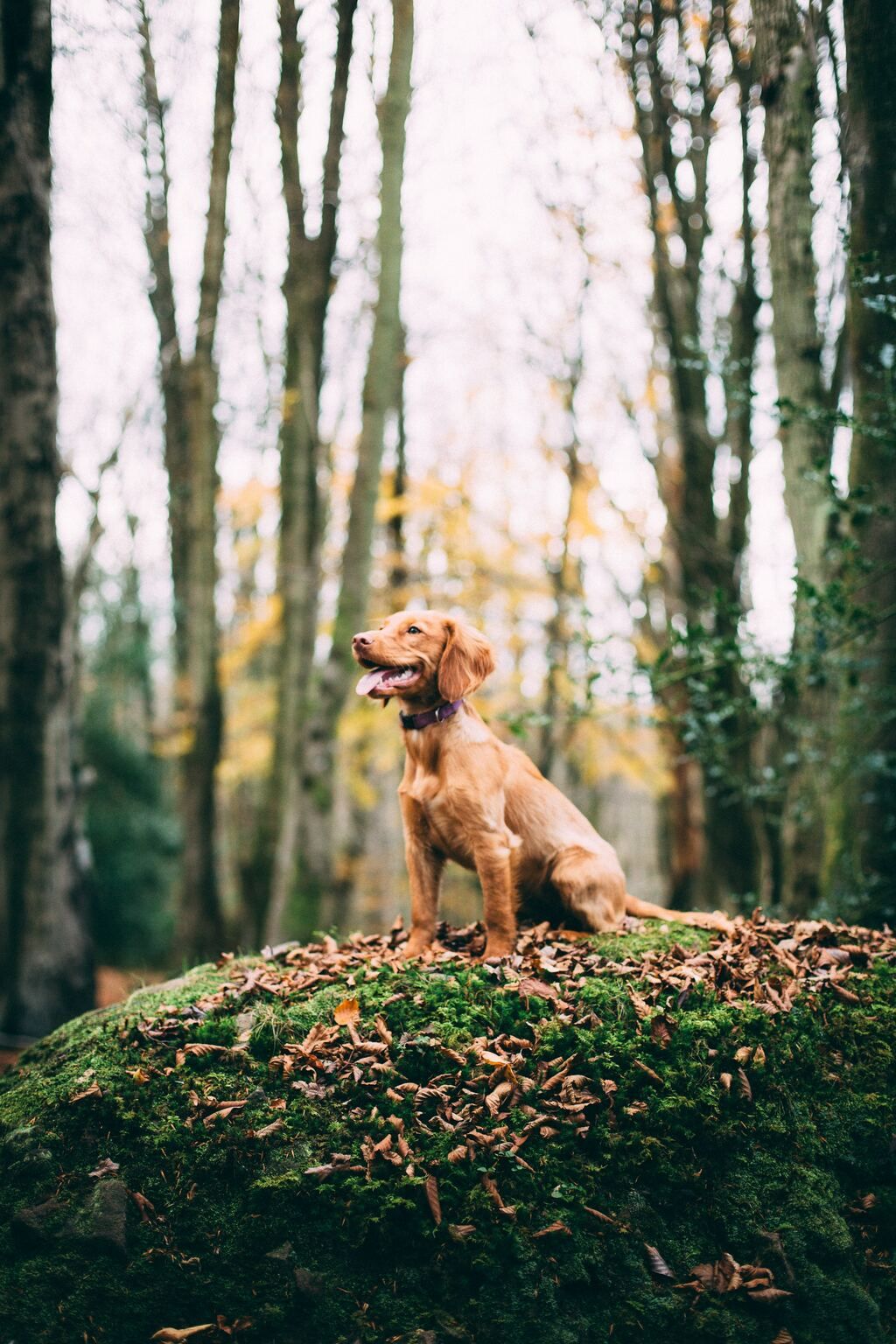 Hund sitzt im Wald
