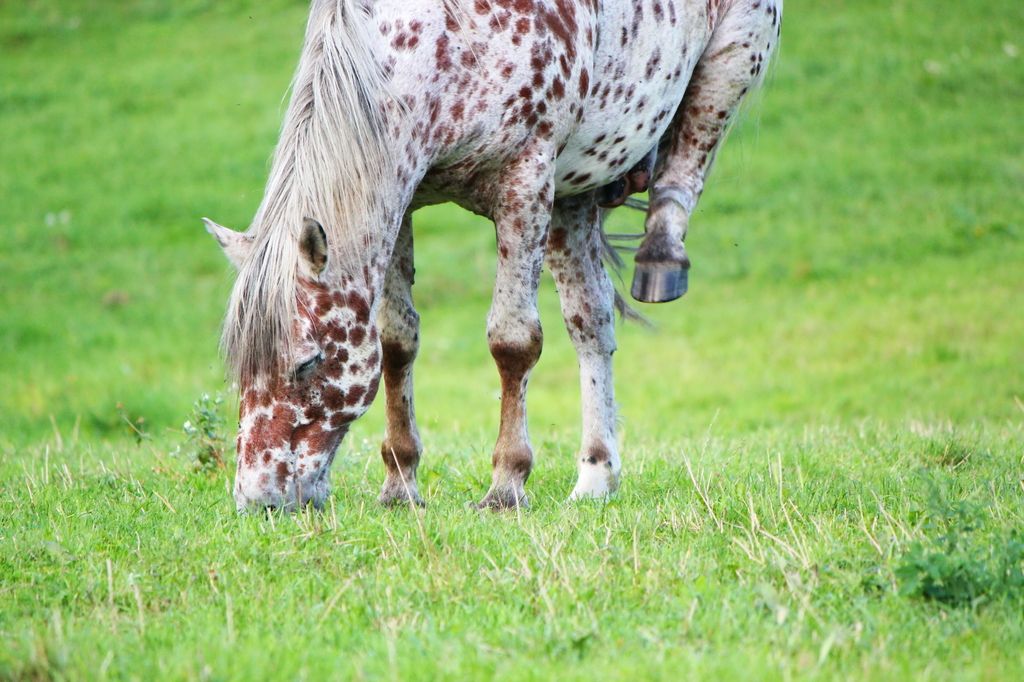 Pferd wird auf der Koppel von Insekten geplagt