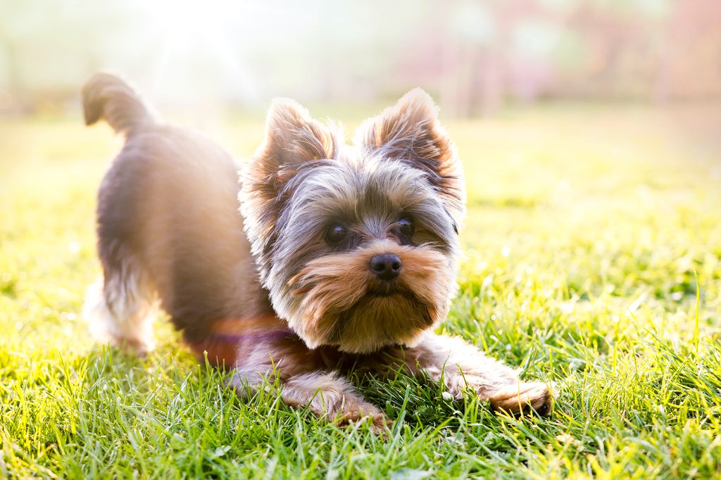 Yorkshire Terrier spielt ausgelassen auf der Wiese 