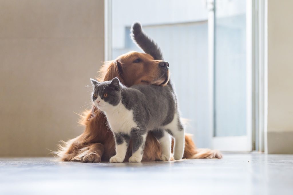 Hund und Katze kuscheln