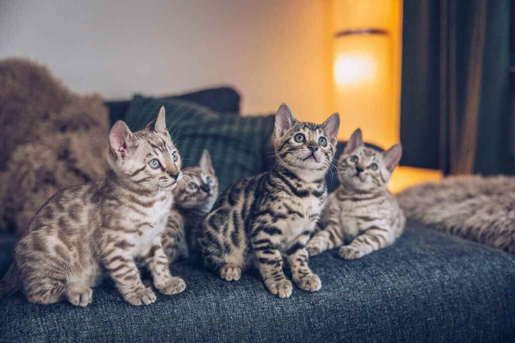 Katzen auf Couch