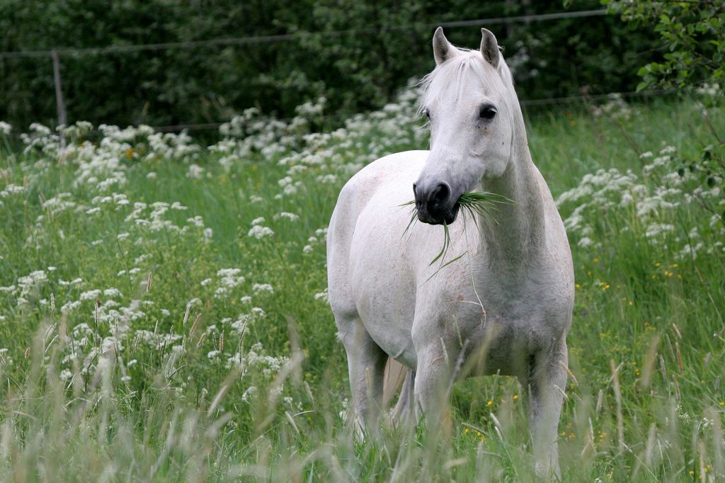 Pferde auf nährstoffreichen Wiesen haben ein höheres Risiko auf Hufrehe