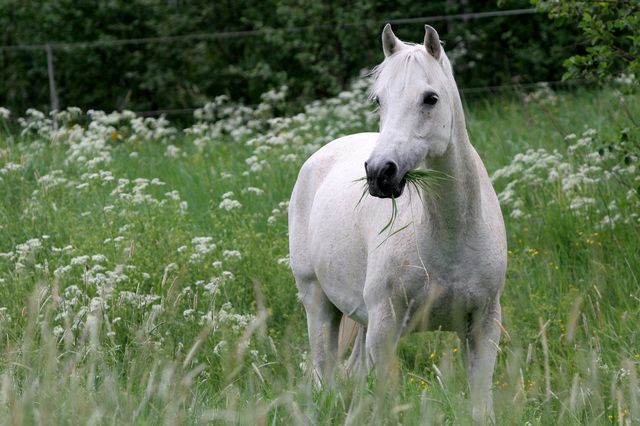 Pferde auf nährstoffreichen Wiesen haben ein höheres Risiko auf Hufrehe
