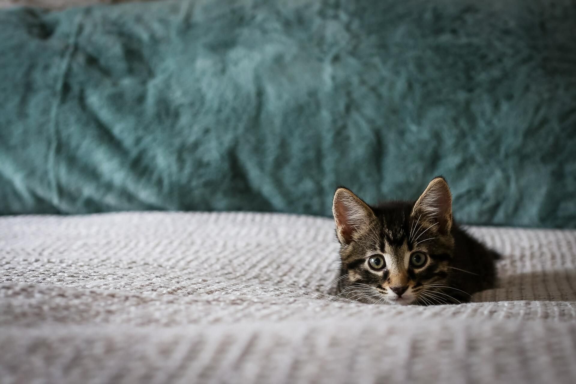 Kitten liegt im Bett.