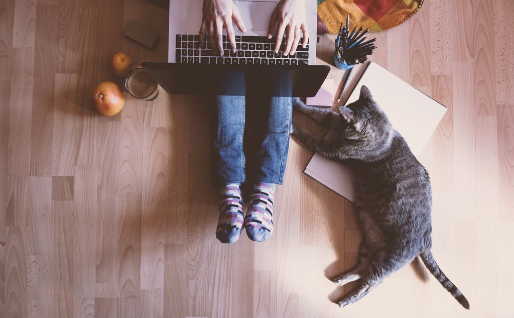 Arbeit am Laptop mit Katze
