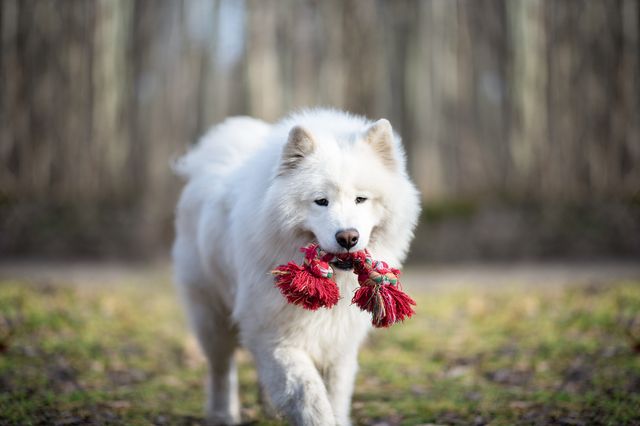 Hund trägt Spielzeug