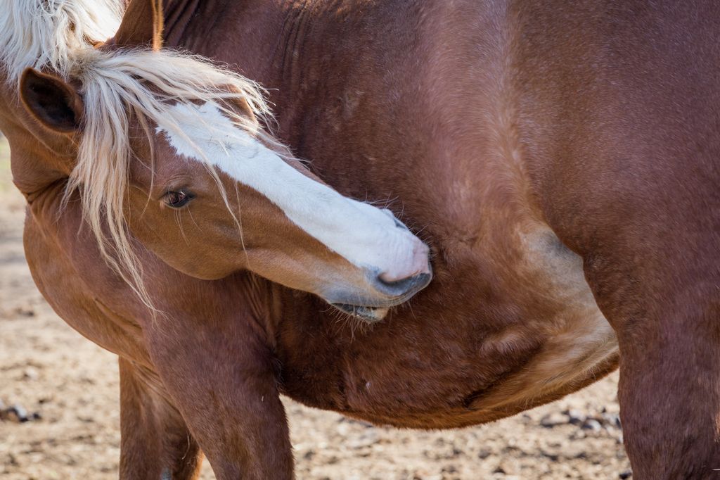 Pferd kratzt sich mit den Zähnen am Bauch, um den Juckreiz durch Läuse zu reduzieren