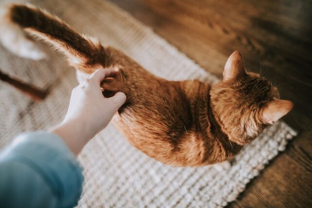 Katze von oben wird gekrault