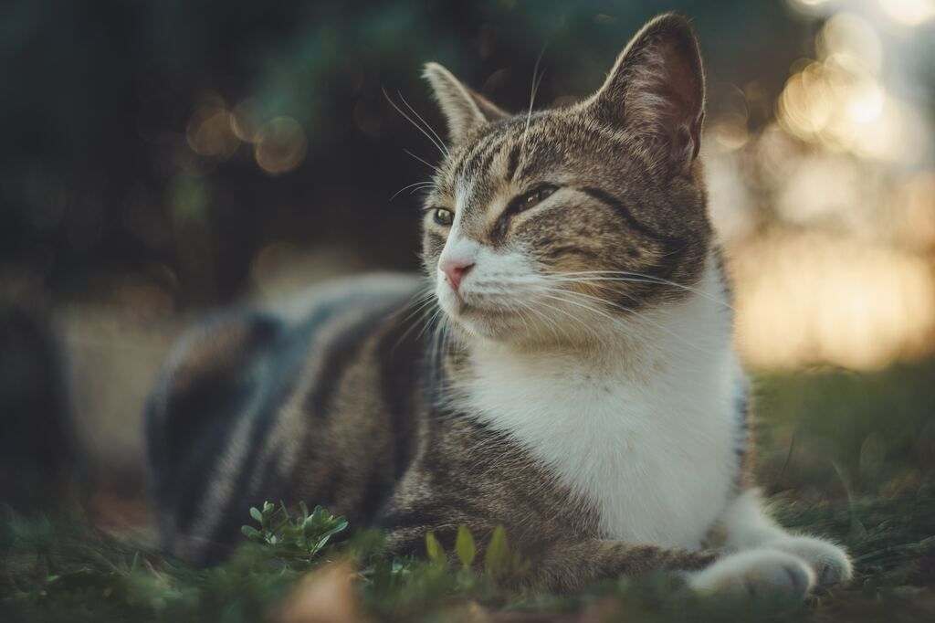 Katze im Garten