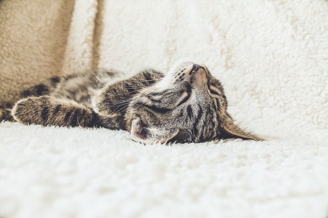 Katze schläft