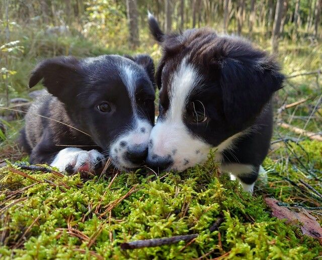 Border Collie Welpen