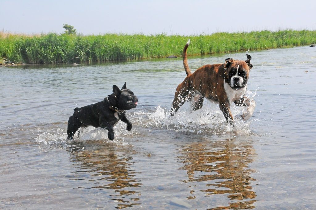 Boxer und Französische Bulldogge spielen im Wasser