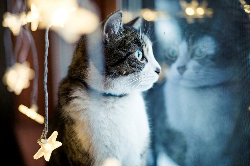 Katze am Fenster