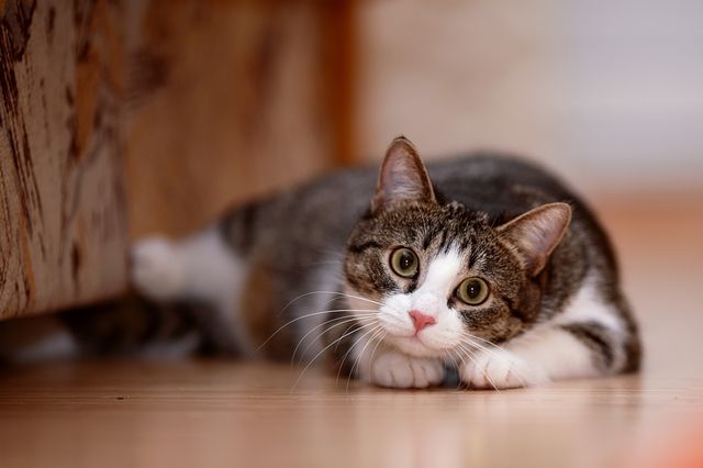 Katze liegt auf dem Boden