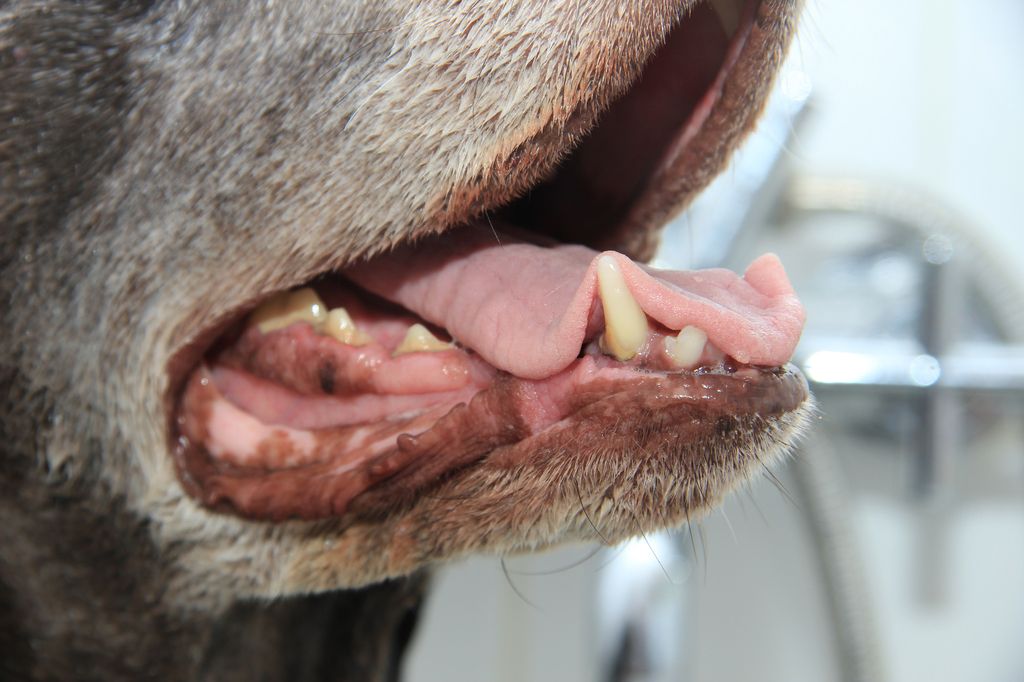 Tandköttsinflammation (gingivit) hos hund orsakas främst av bakteriebeläggningar i anslutning till tandköttskanten.