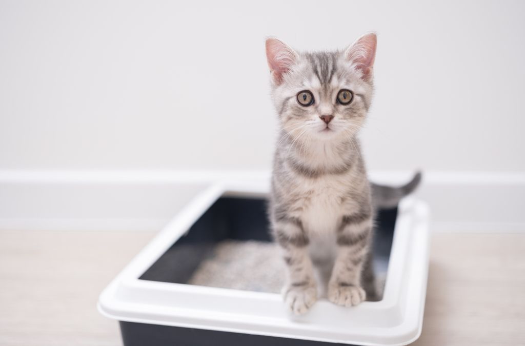 Varför kissar min katt blod?