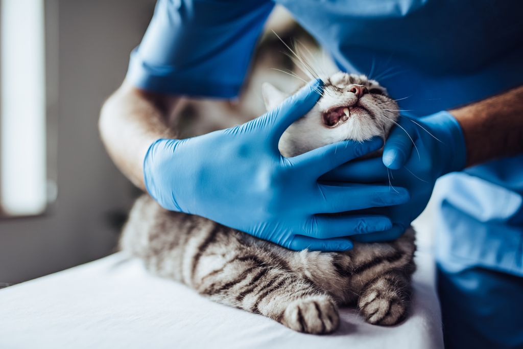 Katze beim Tierarzt