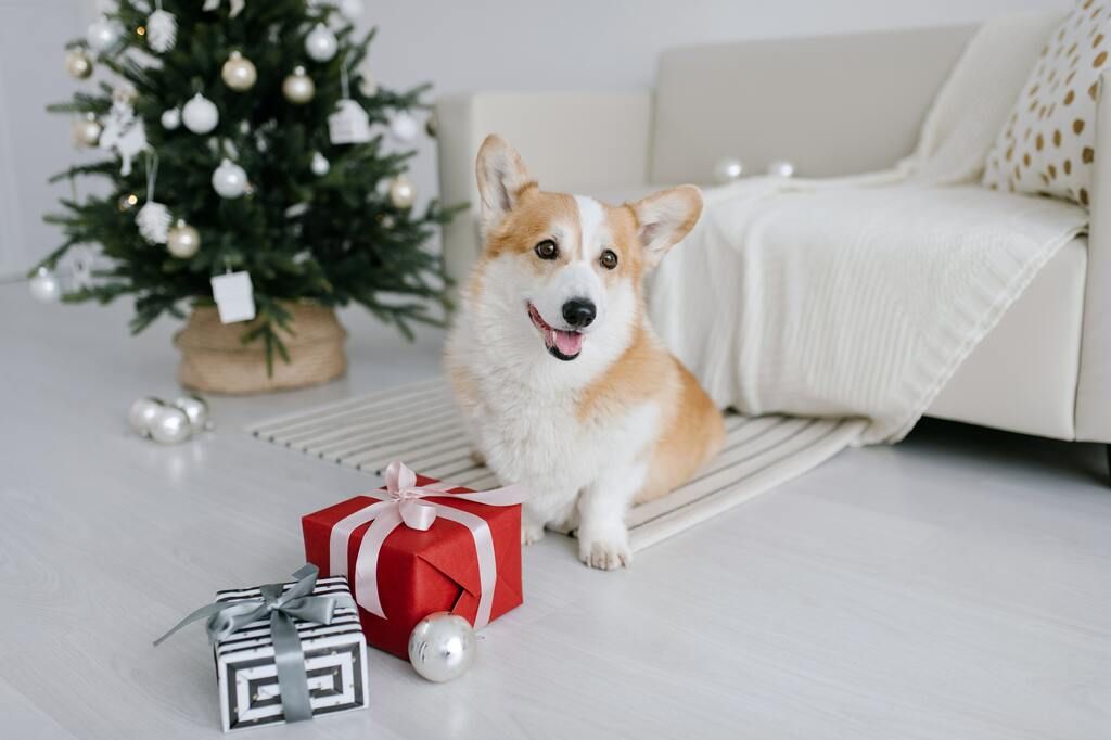 Hund mit Geschenk vor Weihnachtsbaum