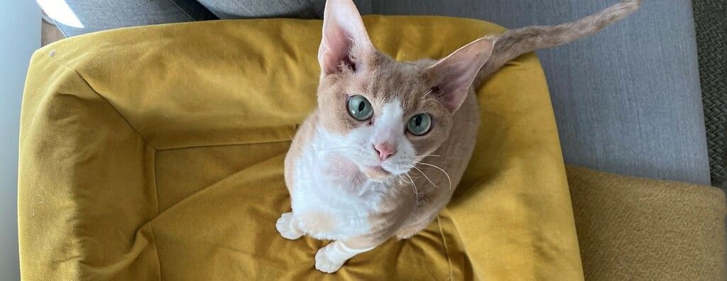 Katze mit Allergie 