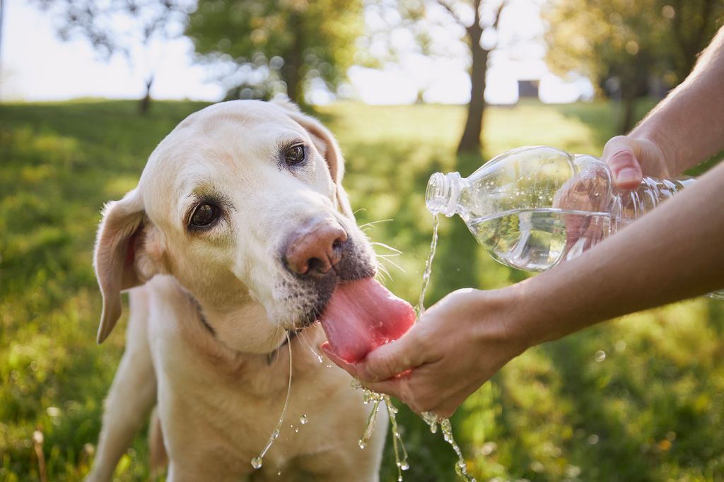 Värmeslag är livshotande, erbjud skugga och vatten till hund