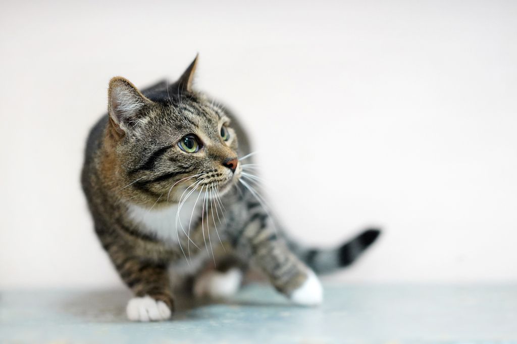 Katze mit Balanceproblemen