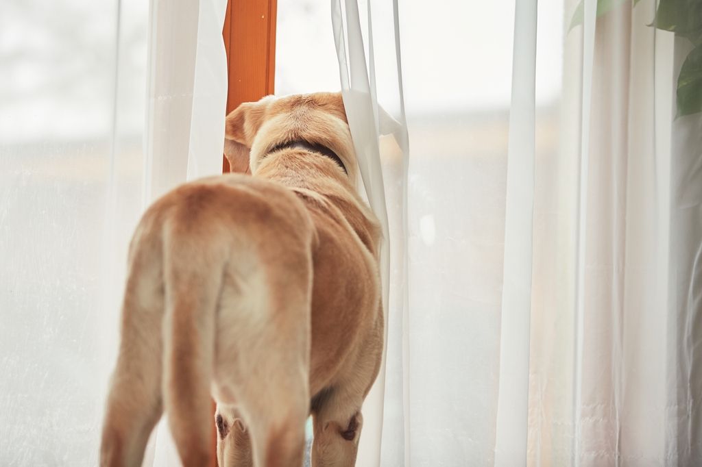 Hund allein zu Hause.