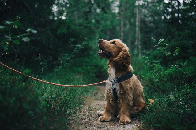 Hund sitzt an der Leine im Wald.