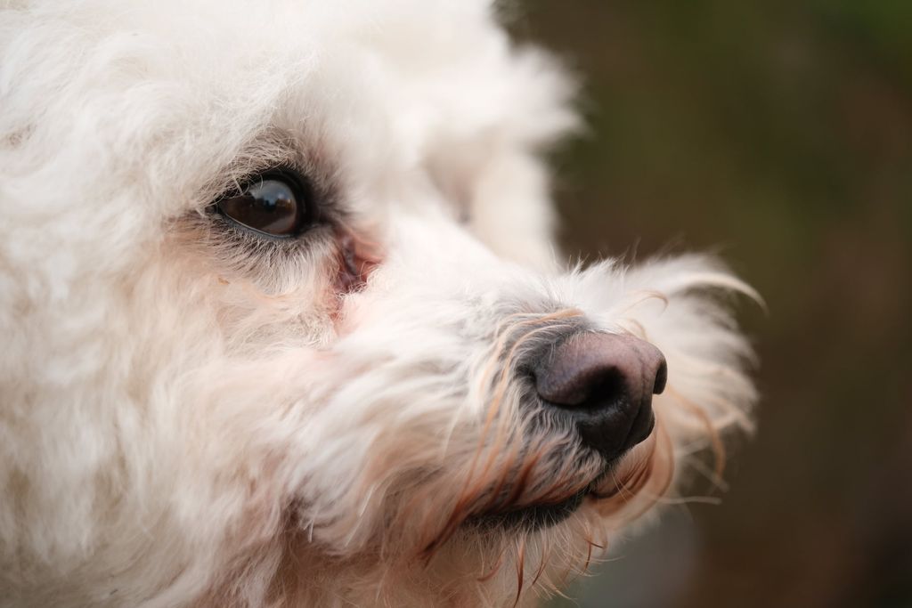 Auge eines weißen Hundes