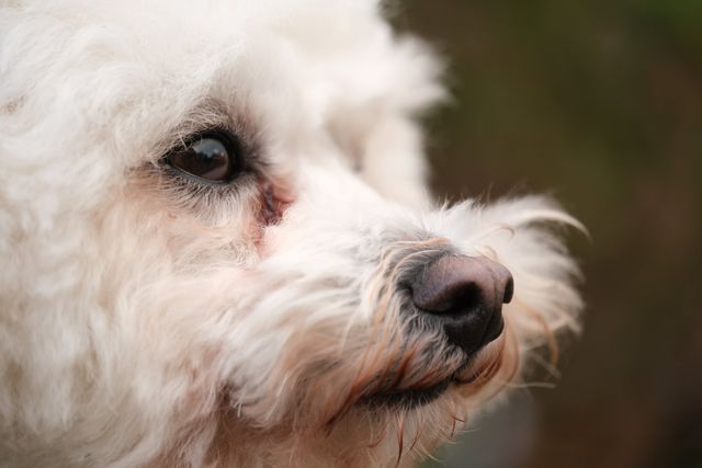 Auge eines weißen Hundes