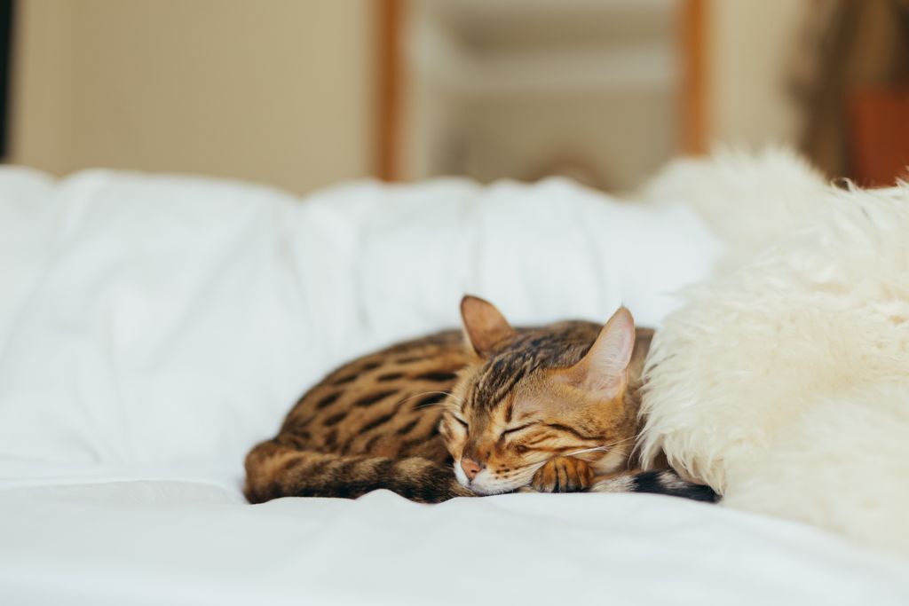 Katze schläft