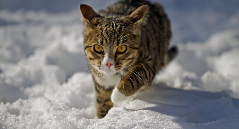 Katze im Schnee