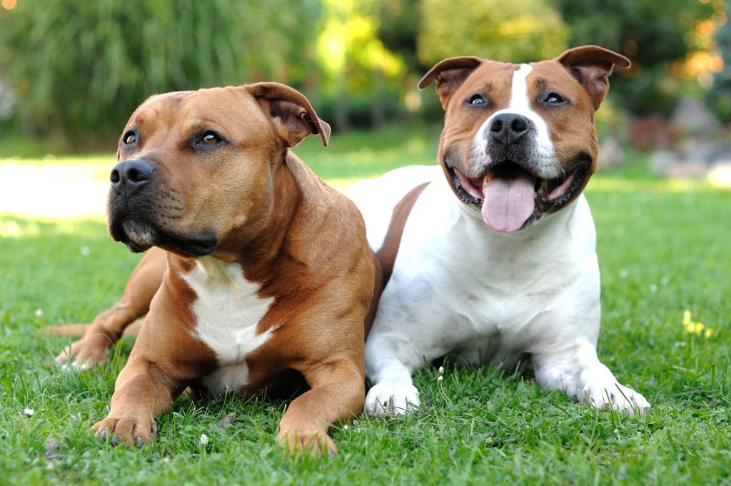 Zwei Hunde liegen im Gras