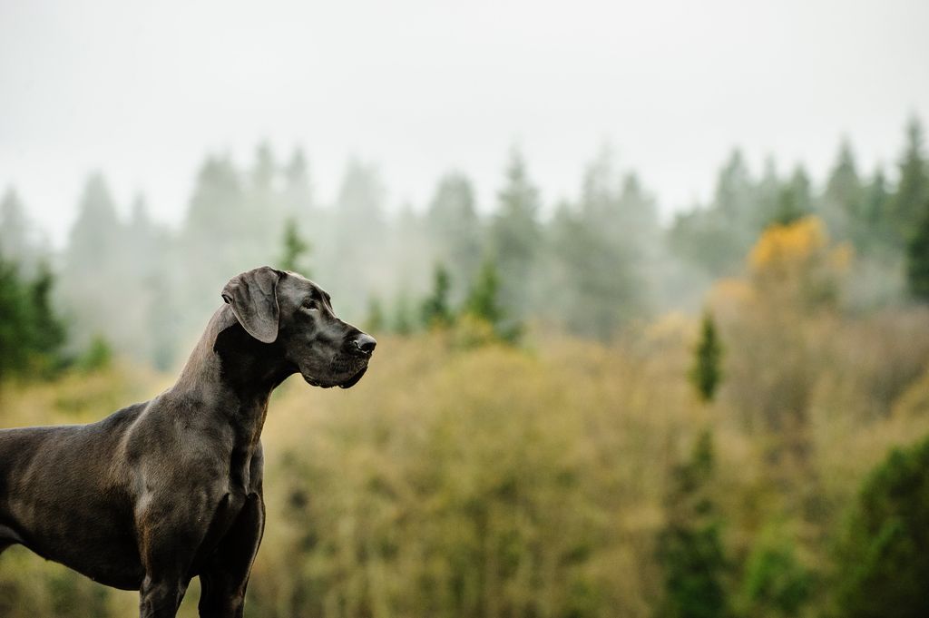 Hund bei der Jagd