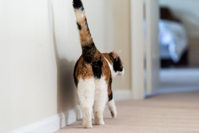 Katze kratzt sich am Ohr