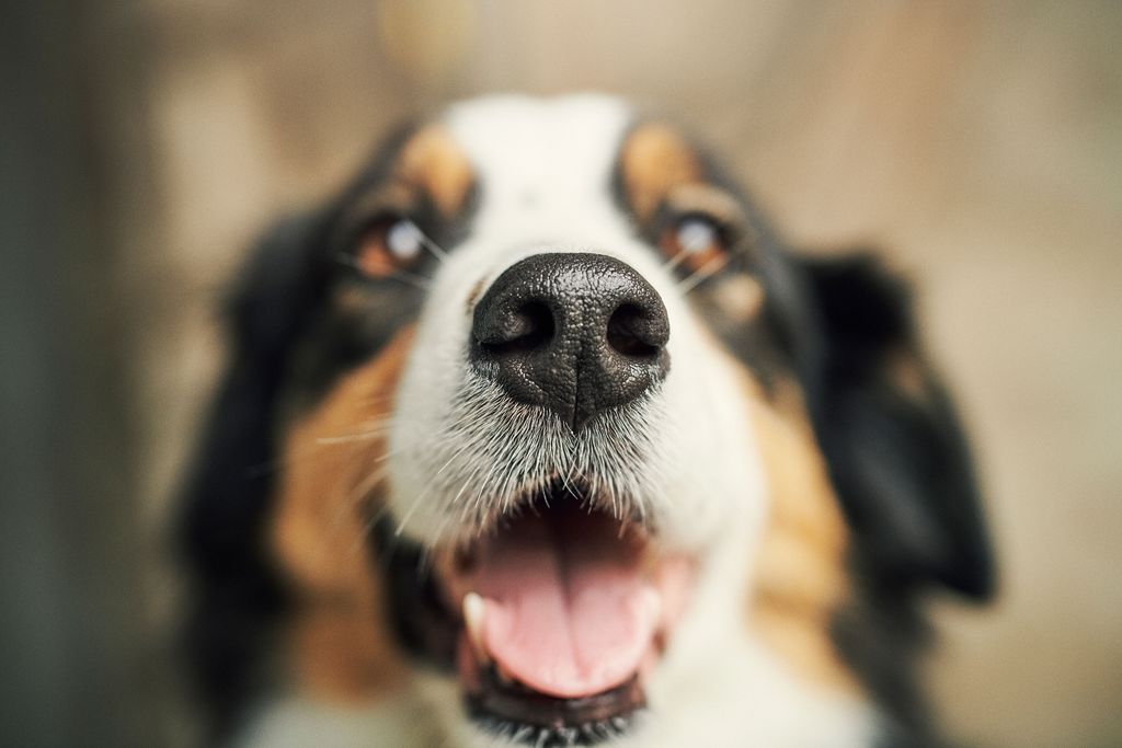 Hund mit offenem Maul