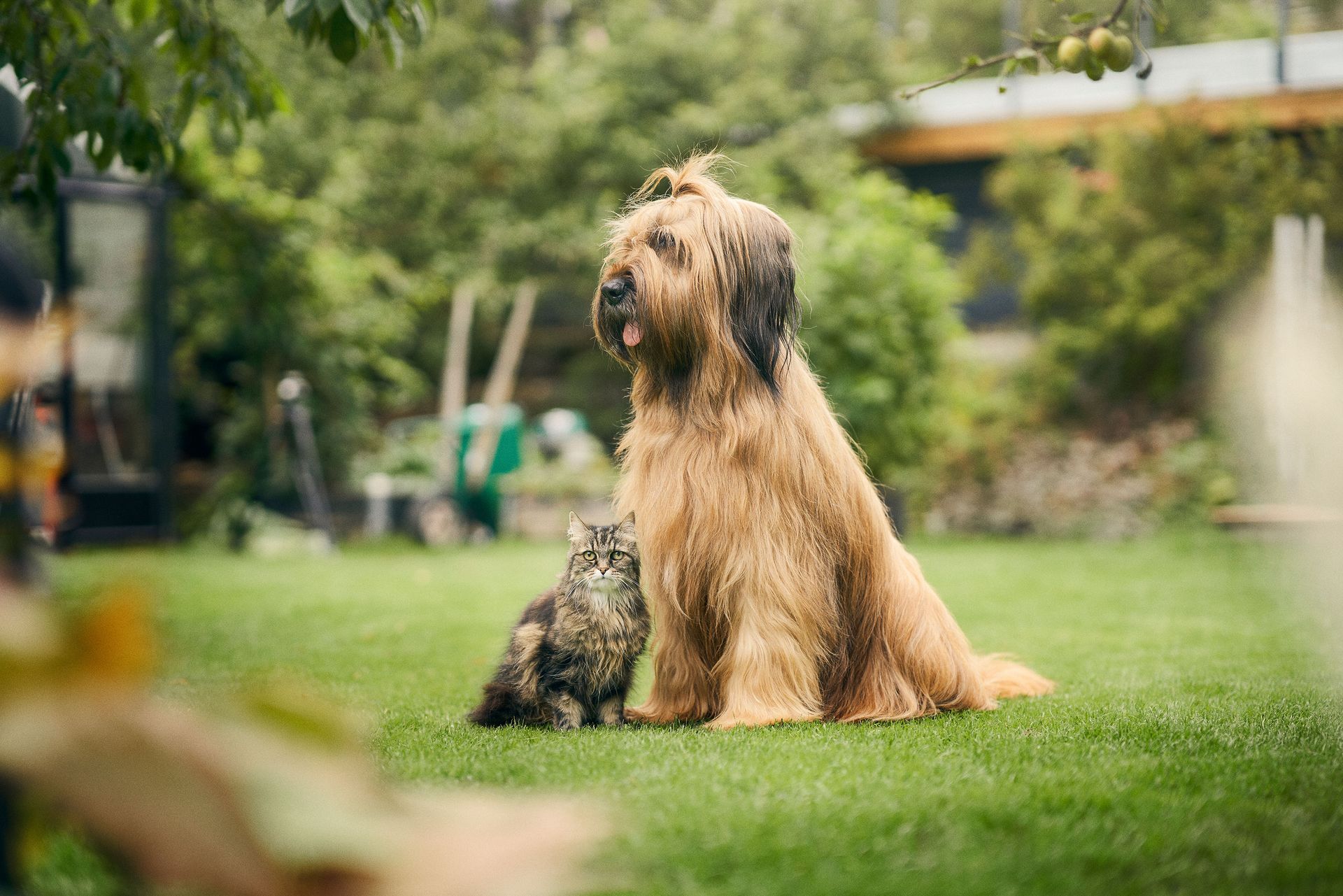 Hund und Katze sitzen zusammen auf dem Rasen. 