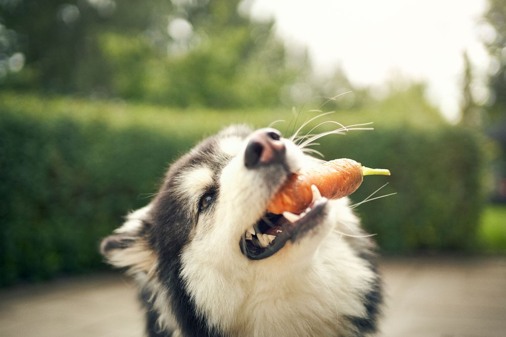 Vilka grönsaker kan hunden äta?