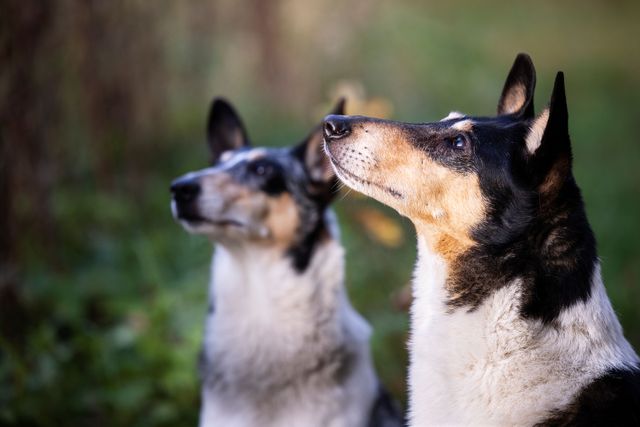 Zwei Hunde sitzen gespannt im Gras.