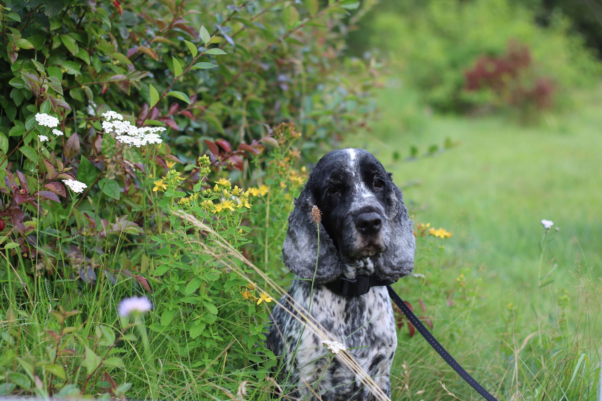 Cocker Spaniel sitzt im Gras