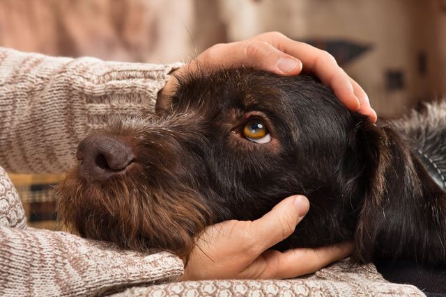 Hände streicheln Hund.